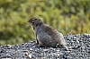 Arctic-Ground-squirrel.JPG