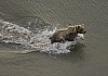 Bears4.JPG