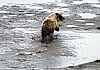 Bears6.jpg