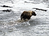 Bears7.jpg