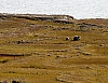 Bears8.jpg