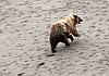 Bears9.JPG