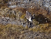Caribou2.jpg