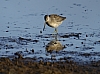 Dowitcher.jpg
