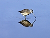 Dowitcher1.jpg