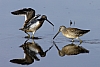 Dowitcher2.jpg