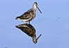 Dowitcher3.jpg