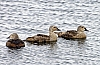 King-Eiders.jpg
