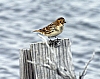 Lapland-longspur.jpg