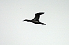 Loon.jpg