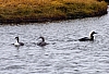 Loons.jpg