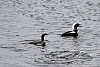Loons1.jpg