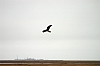 Northern-harrier.jpg