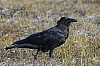 Raven.JPG