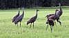Sandhill-family-group.jpg