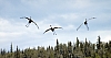 Sandhill-landing.jpg