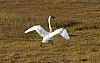 Swan11.jpg