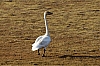 Swan12.jpg