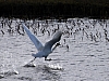 Swan13.jpg