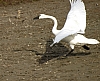 Swan20.jpg