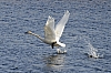 Swan21.jpg