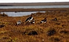 Willow-grouse.jpg