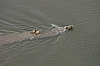 bears2.JPG