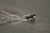 bears3.JPG
