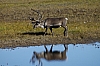 caribou.JPG