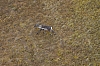 caribou1.jpg