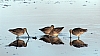 dowitchers.JPG