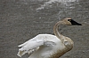 swan14.jpg