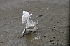 swan15.jpg