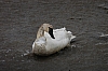 swan16.jpg