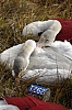 swan17.jpg