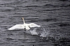 swan18.jpg