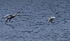 swan19.jpg