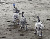 swan23.jpg