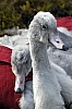 swan24.jpg