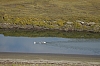 swans1.jpg