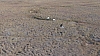 swans10.JPG