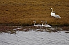 swans12.jpg