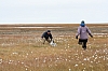 swans14.JPG
