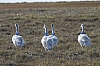 swans3.JPG