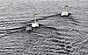 swans5.JPG