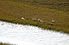 swans6.JPG