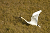 swans7.JPG