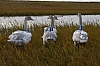 swans9.JPG