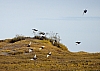 willow-grouse1.jpg