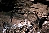 at-nest.jpg